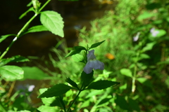 Mimulus alatus