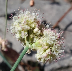 Eriogonum nudum