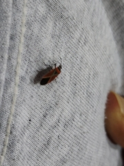 Neacoryphus bicrucis