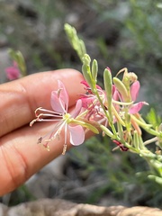 Oenothera suffrutescens