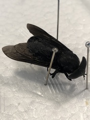Tabanus atratus