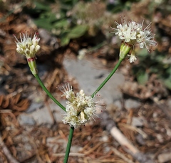 Eriogonum nudum