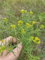 Euthamia caroliniana