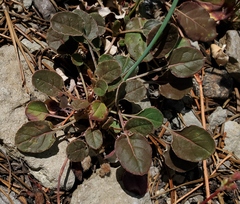 Eriogonum nudum