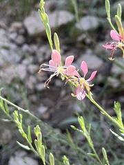 Oenothera suffrutescens