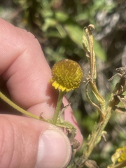 Helenium puberulum