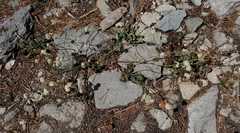 Eriogonum nudum