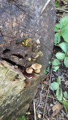 Gymnopus brassicolens