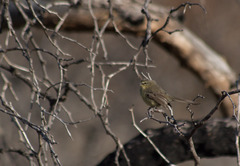 Stigmatura budytoides