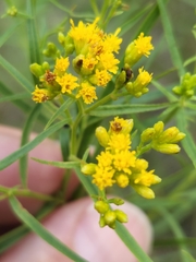 Euthamia caroliniana