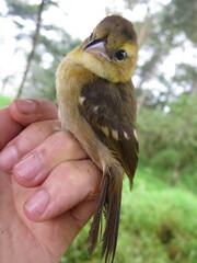 Ploceus sanctithomae