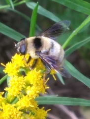 Eristalis flavipes