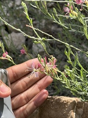 Oenothera suffrutescens