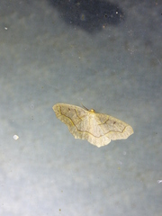 Lambdina fiscellaria