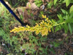 Solidago velutina