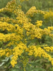 Solidago
