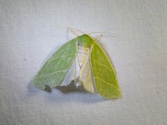 Bena bicolorana