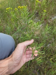 Euthamia caroliniana