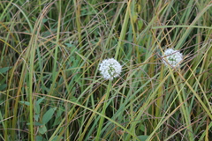 Allium angulosum