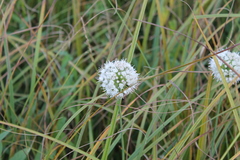 Allium angulosum