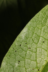 Golovinomyces cynoglossi