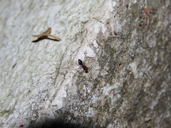 Crematogaster scutellaris