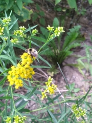 Eristalis flavipes
