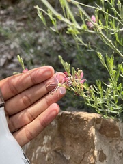 Oenothera suffrutescens
