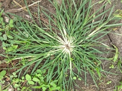 Eleusininae