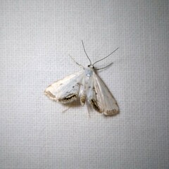 Cataclysta lemnata