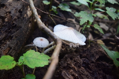 Leucocoprinus cepistipes
