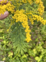 Solidago