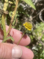 Helenium puberulum
