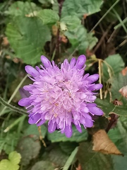 Knautia arvensis