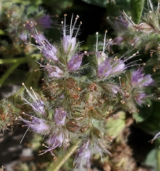 Phacelia hastata