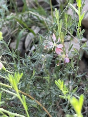 Oenothera suffrutescens