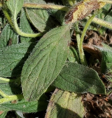 Phacelia hastata