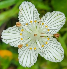 Parnassia asarifolia