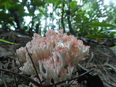 Ramaria botrytis
