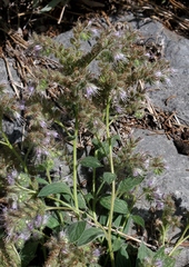 Phacelia hastata