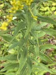 Solidago