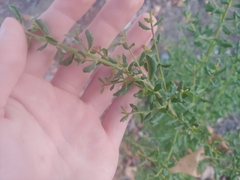 Baccharis pilularis