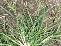Eleusininae