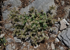 Phacelia hastata
