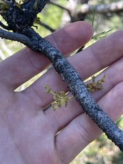 Arceuthobium americanum