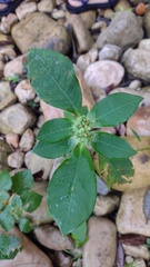 Euphorbia heterophylla