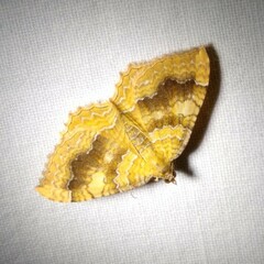 Camptogramma bilineata