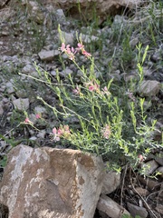 Oenothera suffrutescens