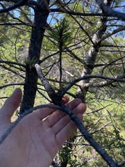 Arceuthobium americanum