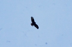 Buteo brachyurus